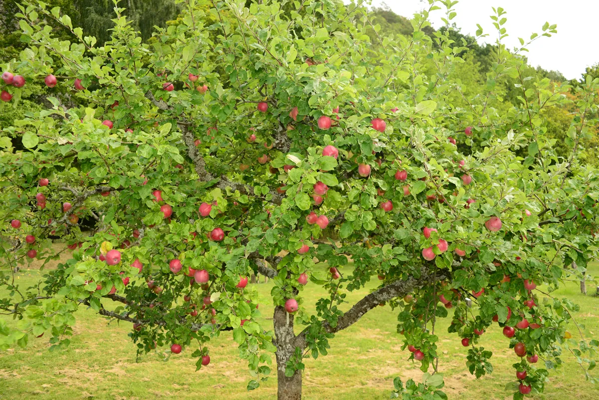 Oberländer is an apple variety that probably originated in Germany.